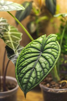 Alocasia Dragon Scale leaf. Growing house plants at home. Indoor jungle
