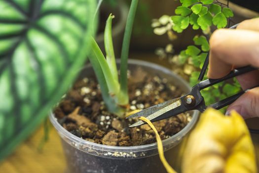 Cutting a yellow leaf of Alocasia Dragon Scale. It is normal to drop old leaves when it grows a new one