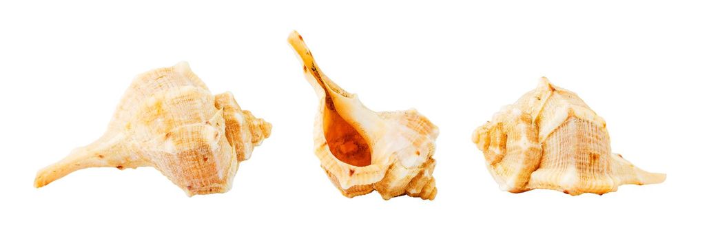 Conch sea shell from three different angles isolated on white background