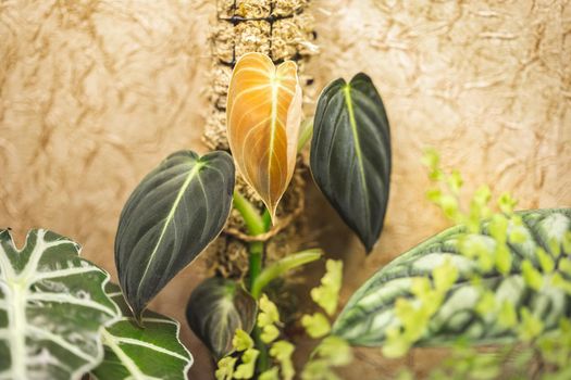 New leaf of young Philodendron Melanochrysum plant growing on a moss pole