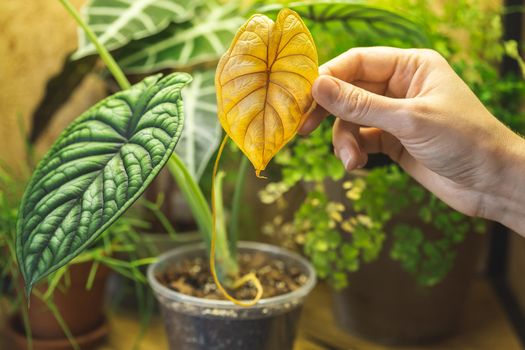 Woman hand holding a yellow leaf of Alocasia Dragon Scale. It is normal to drop old leaves when it grows a new one