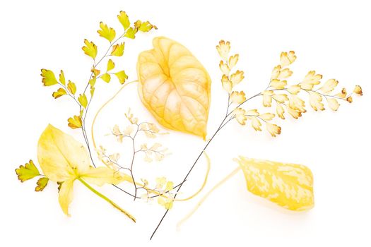 Bunch of yellowed leaves of different house plants over white isolated background. Minimal floral design 