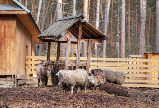 White curly sheep and goats behind a wooden paddock in the countryside. Animals sheep and goats eat hay from the feeder. Sheep breeding.Housekeeping.