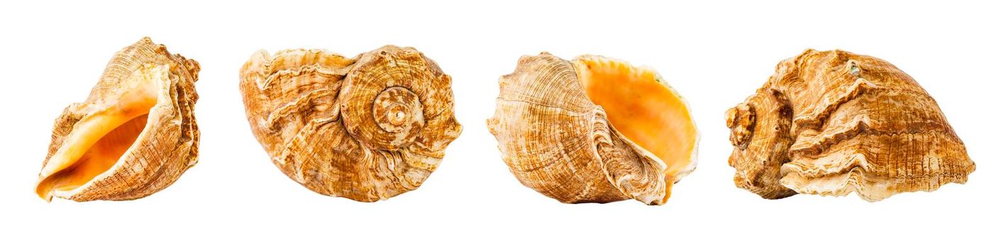 Conch sea shell from four different angles isolated on white background