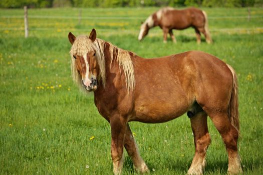 A Happy Male Flaxen Chestnut Horse Stallion Colt with Mouthful of Grass Hay Humorously and with Curiosity Looks Towards Camera While Grazing in Pasture. High quality photo