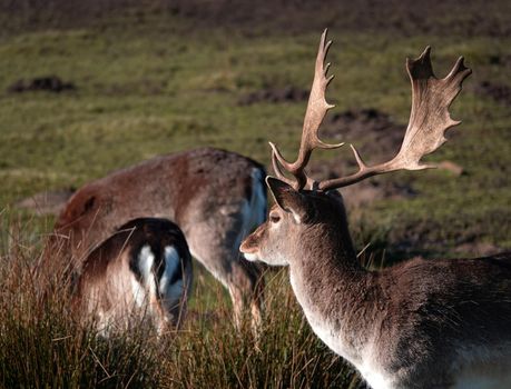 A herd of European fallow deer. A buck is looking over two eating does. Seen in Neuenhaus, Germany