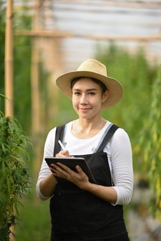 Young woman smart farmer using digital tablet, inspecting cannabis plants in greenhouse. Business agricultural cannabis farm.