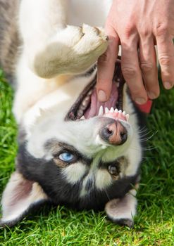 Husky dog bites a man. Selective focus. Animal.