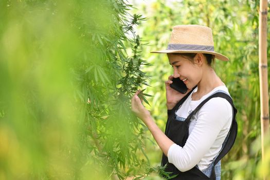 Young smart farmer talking on mobile phone while standing by hemp or cannabis field. Business agricultural cannabis farm.