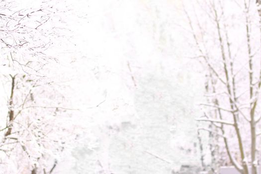 closeup. City winter landscape. The hoar-frost trees