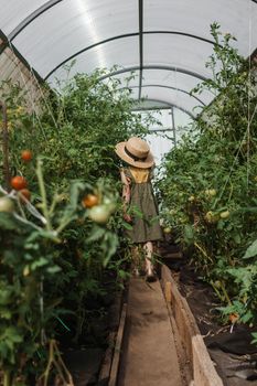 A little girl in a straw hat is picking tomatoes in a greenhouse. Harvest concept.