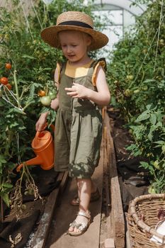 A little girl in a straw hat is picking tomatoes in a greenhouse. Harvest concept. Watering plants with water, caring for tomatoes.