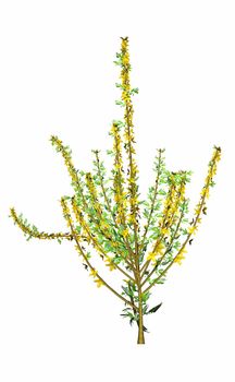 Small bush blooming with yellow flowers isolated in white background - 3D render