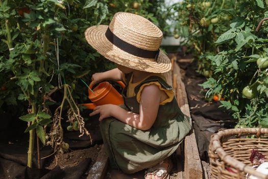 A little girl in a straw hat is picking tomatoes in a greenhouse. Harvest concept. Watering plants with water, caring for tomatoes.