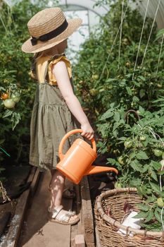 A little girl in a straw hat is picking tomatoes in a greenhouse. Harvest concept. Watering plants with water, caring for tomatoes.