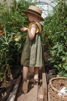 A little girl in a straw hat is picking tomatoes in a greenhouse. Harvest concept. Watering plants with water, caring for tomatoes.