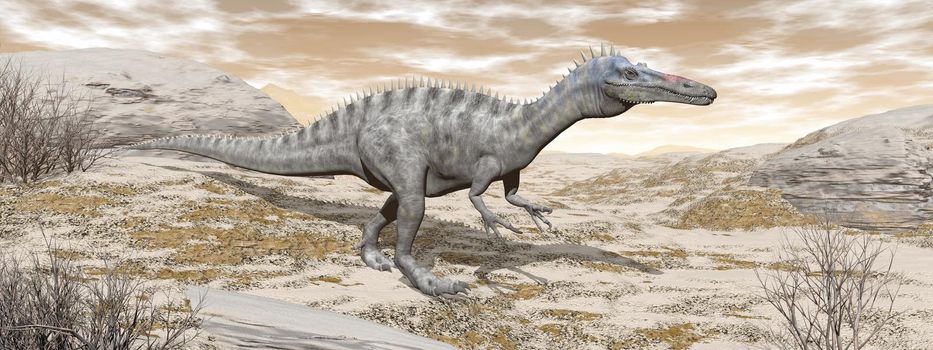 Suchomimus dinosaur walking in the desert by brown sunset - 3D render