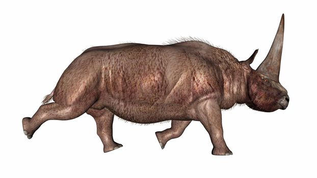 Elasmotherium rhinoceros with big horn running isolated in white background- 3D render
