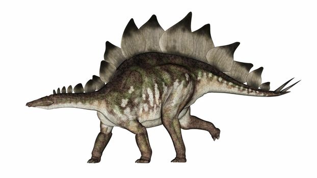 Stegosaurus dinosaur walking straight ahead isolated in white background - 3D render