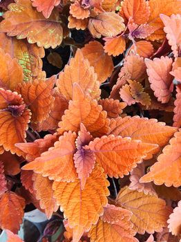 Coleus campfire, reddish and orange garden foliage, background.