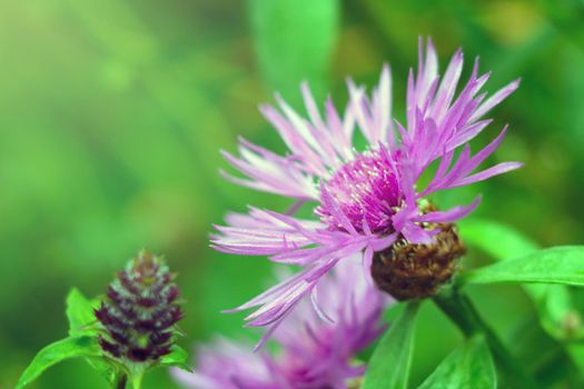 Flowering cornflower in the field in the summer