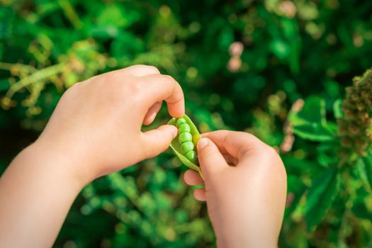 Close up of fresh open pod of green peas in the hands of a child.