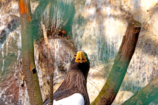 On a tree branch sits an eagle in the forest. Wild bird