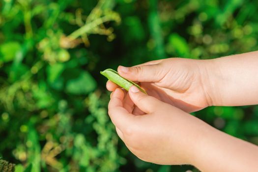Open pod of pea in hands of a child in the garden in summer.