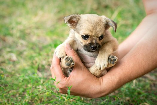 Close up of little purebred sad puppy sitting in the arms of a man outdoors.