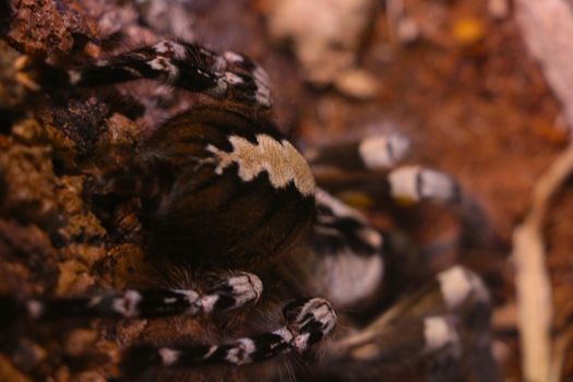 Selective focus, a view of a large venomous spider