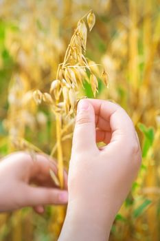 Close up of child's hand holding the ears of oats in the field in summer.