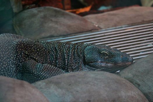 On the stone in the park lies a monitor lizard. Species of lizards from the family Monitor lizards