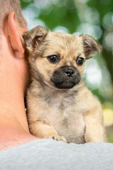 Close up of little purebred sad puppy sitting on shoulder of young man outdoors