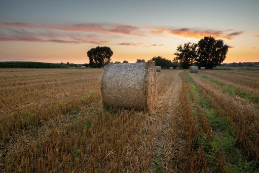 Round bales of hay lying on the stubble and the evening sky, summer view