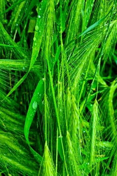 Green ears of wheat or barley with drops after rain