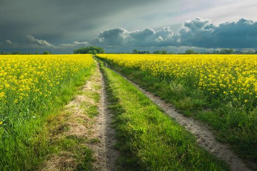 A dirt road in a rape field and rain clouds on the sky, Nowiny, Lubelskie, Poland