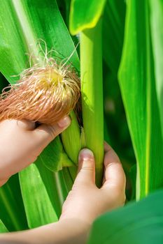 Close up of cob of corn growing in garden in hands of little child in summer