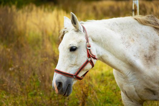 Portrait of a white horse on a meadow, October day