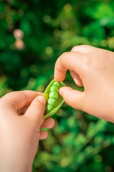 Close up of fresh open pod of green peas in the hands of a child.