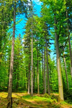 View of the young green beautiful forest in summer