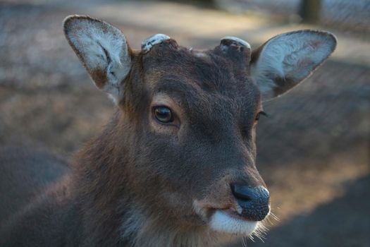 Portrait of a wild deer without antlers in the forest