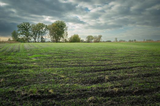 Sprouting grain in the field, trees on the horizon and a cloudy sky, Zarzecze, Poland