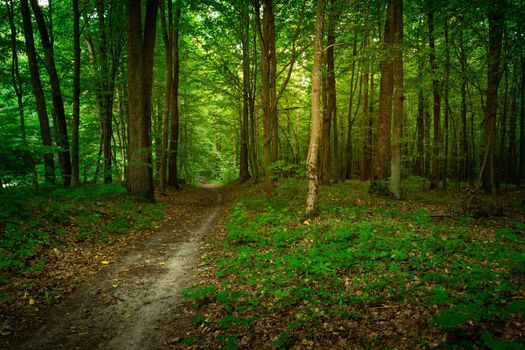 Path in the mysterious green deciduous forest, summer day