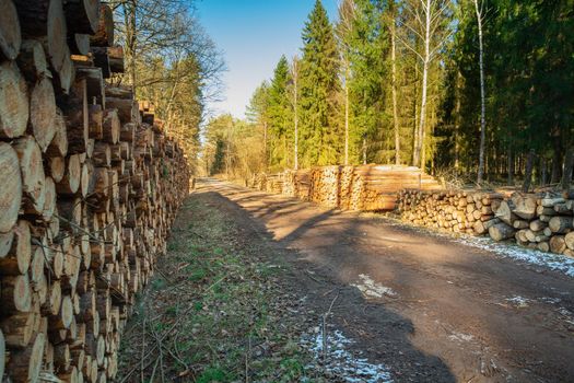 A dirt road through the forest and stacked tree trunks, spring sunny day