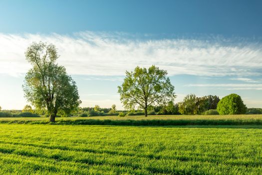 Green fields with trees and a white cloud on the sky, Nowiny, Poland