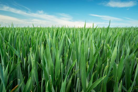 Green grain leaves on the field, horizon and blue sky, rural view