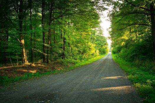 Long gravel road through a dense green forest, summer view