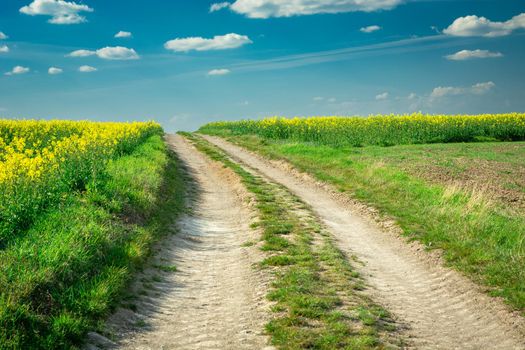 Rural road and rape fields, white clouds on the blue sky