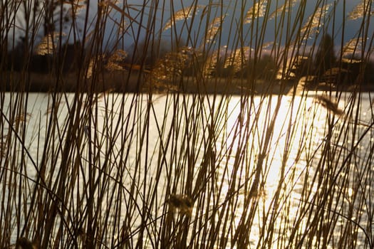 Sunshine in the lake behind the reeds, spring view