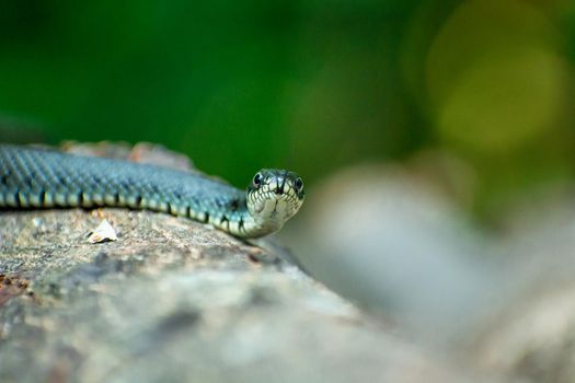 A grass snake with its tongue on a tree trunk in a close-up